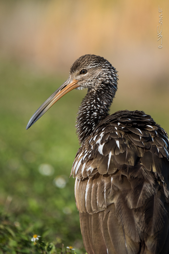 _JMS2451.jpg - This is my favorite Limpkin shot of the trip.  I just liked the colors and the bokeh.  Viera Wetlands.