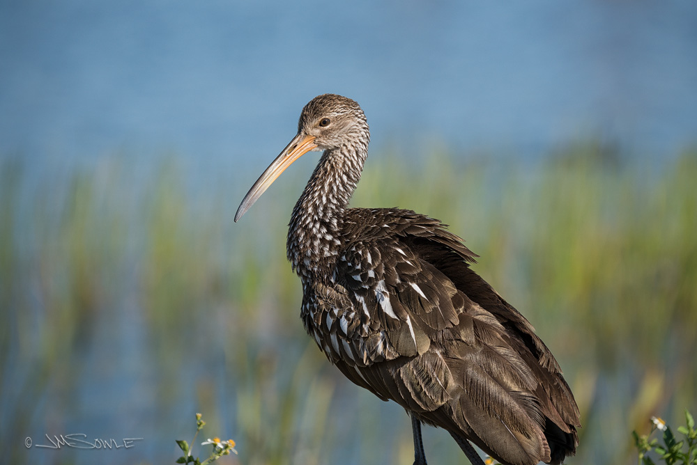 _JMS2461.jpg - And one last Limpkin...