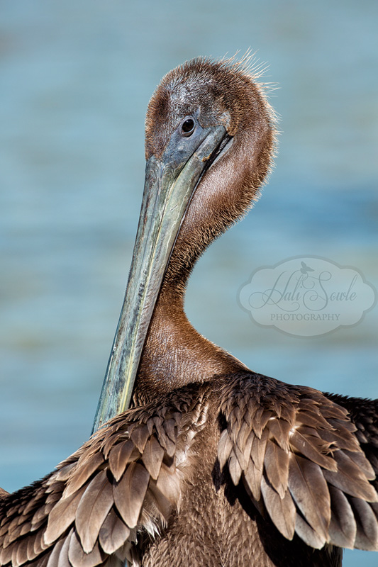 2013_03_08_FloridaKeys-10069-Edit800.jpg - Brown Pelican sunning itself in the Florida Bay.