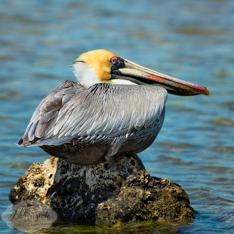 2013_03_08_FloridaKeys-10163-Edit800.jpg - Brown Pelican taking an afternoon break at the Florida Keys Wild Bird Center.  This Wild bird center helps rescue, rehabilitate and release wild birds from the Florida Keys, it is a great place with a pair of boardwalks that lead around the property.  There are nearly 20 Aviary's where various birds are kept while they are being rehabilitated prior to release or have become permanent residents because of injuries too severe to allow the bird to survive in the wild.