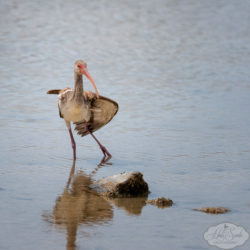 2013_03_11_FloridaKeys-10053-Edit800.jpg - Juveline White Ibis stretching prior to preening.