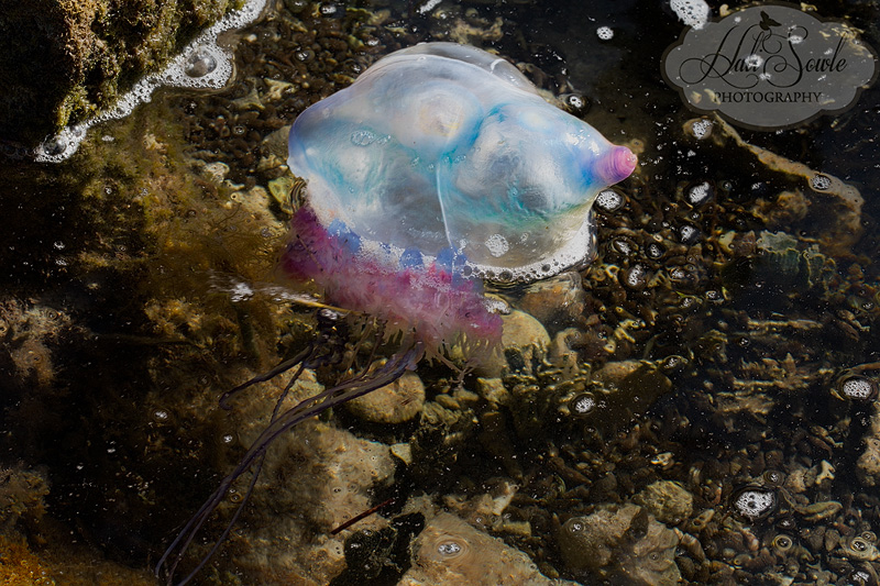 2013_03_11_FloridaKeys-10268-Edit2_800.jpg - We saw this Man-O-War in one of the tide pools on Scout Key.  As pretty and colorful as they are they are very venomous.  In some places even one washed up on the beach is enough for the entire beach to be closed.  They are not truly jellyfish but rather 4 different colonial organisms living together so closely they can not be separated and survive.  The "gas bag" is made up of seaerate types of polyps, the tentacles are a different type, as are those that digest the food caught by the tentacles.  The fourth type of polyp is involved in reproduction.