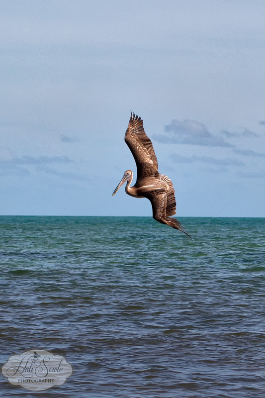 2013_03_11_FloridaKeys-10387-Edit800.jpg - Pelican about to start it's dive for some fish.