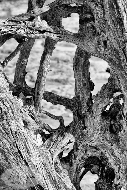 2013_03_11_FloridaKeys-10517-Edit800_SEP.jpg - The remnants of an old, blown over Mangrove tree.  I was taken by all the curves and lines in the desiccated wood.