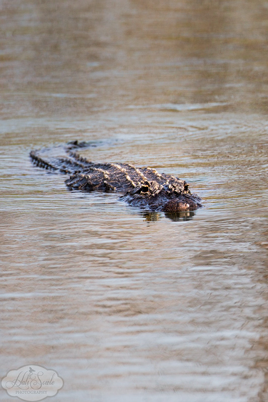 2013_03_12_FloridaKeys-10029-Edit800.jpg - Blue Hole is an abandoned rock quarry on Big Pine Key and is part of the National Key Deer Refuge.  It is home to a pair of 'gators and many birds and fish.  It is unusual in that it is mostly fresh water.  We saw an osprey sitting on a tree there as well, apparently the fishing is good for all sorts of wildlife.