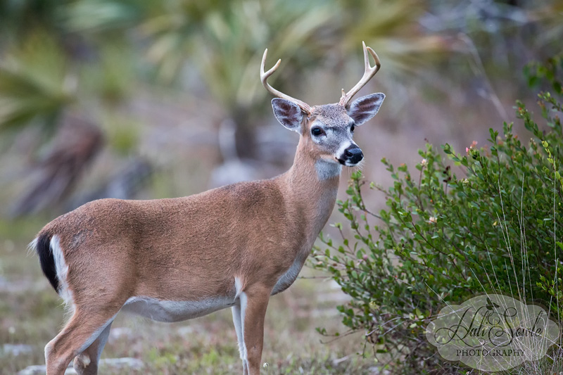 2013_03_12_FloridaKeys-10311-Edit800.jpg - One of the tiny male key deer we saw on Big Pine Key.  Key deer are a subspecies of White Tail deer and are on the endangered species list.  They live only in the Florida Keys mostly on Big Pine Key in and around the National Key Deer Refuge but they range throught many of the keys during the wet season when they do not have to compete for drinking water.  Key deer can not drink water that is more than slightly brackish so during the dry season they retreat to Big Pine Key and to a smaller extent No Name Key.  They are very active at night which causes them to be victims of car-deer collisions as they wander along the roadsides and in and out of residents yards.