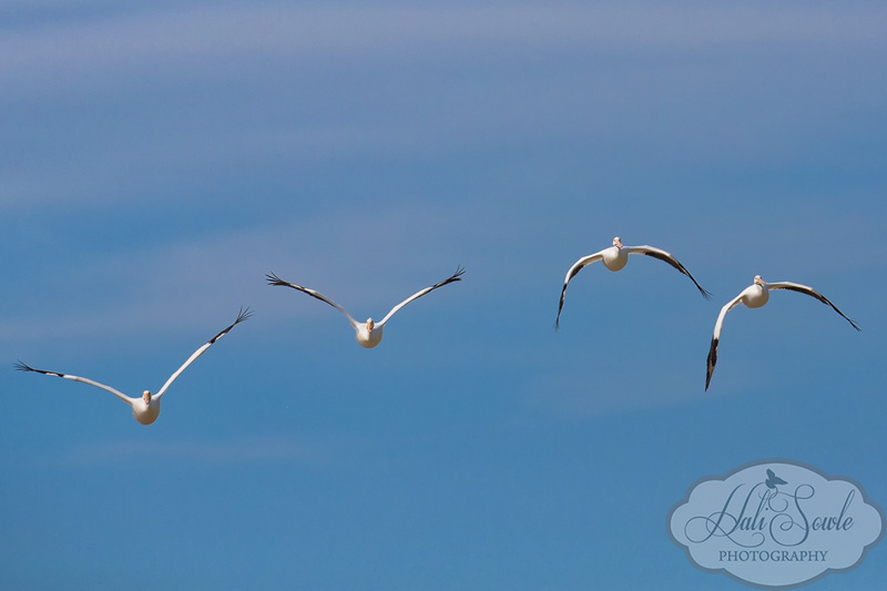 2013_03_14_FloridaKeys-10241-Edit800.jpg - A portion of a large flock of White Pelicans.  They flew this way for a quite a few wing beats with the two on the left mirroring each other and exactly the opposite stroke of the two on the right.