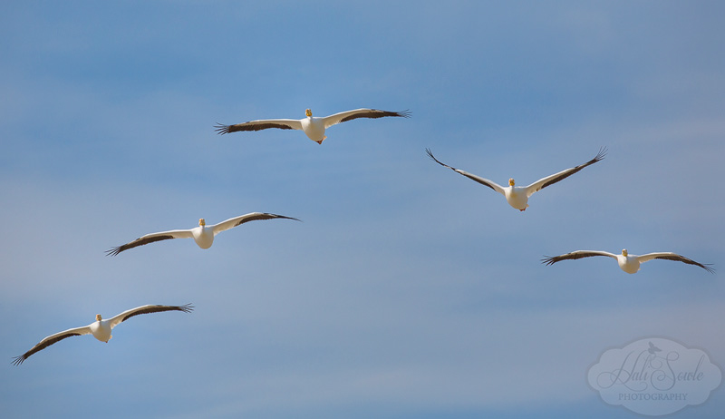 2013_03_14_FloridaKeys-10285-Edit800.jpg - Flight of White Pelicans.  We were lucky enough to be on a side road in Cudjoe Key when a large flock of white pelicans took off and flew over our heads.