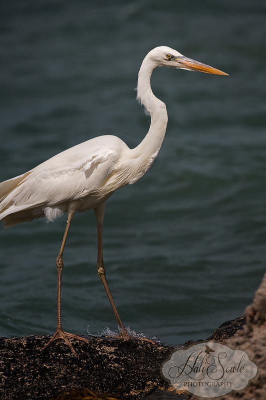2013_03_14_FloridaKeys-10650-Edit800.jpg - Great White Heron's are, depending on whom you talk with, either a seperate species or the White Morph of the Great Blue Heron.  Certainly they share many of the characteristics of the Great Blues- they have a much heavier bill than the Great Egret and the legs are yellow like the Great Blue whereas those of the Great Egret are black.  They are only found in South Florida and the Caribbean.