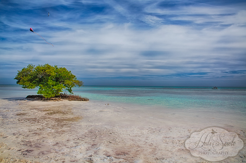 2013_03_14_FloridaKeys-10767_HDR_Edit800.jpg - A lone mangrove at Anne's Public Beach, Islamorada, FL.
