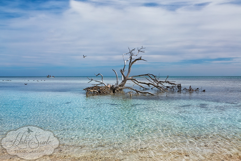 2013_03_14_FloridaKeys-10780-Edit800.jpg - A dead mangrove tree in the rising tide off the beach at Anne's Public Beach