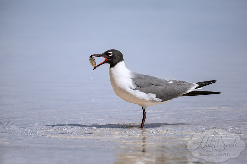 2013_03_14_FloridaKeys-10988-Edit800.jpg - Laughing gull trying to have a meal of a very tough and spiny flat fish.  Try as it might it never got to enjoy its meal and finally gave up letting the fish swim off (probably to be subjected to the same treatment by one of the other gulls in the flock)