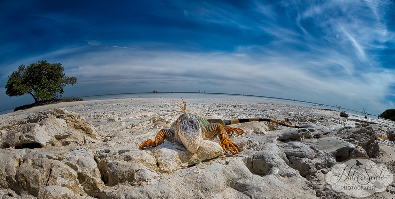 2013_03_14_FloridaKeys-11015-Edit800.jpg - Rather large Iguana going back to the forest after a lunch and dip in the ocean.