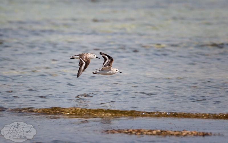 2013_03_14_FloridaKeys-11136-Edit800.jpg - A pair of Willets flying down the beach on Islmorada.