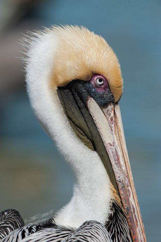 _JIM0034.jpg - A male Brown Pelican sporting his breeding colors.