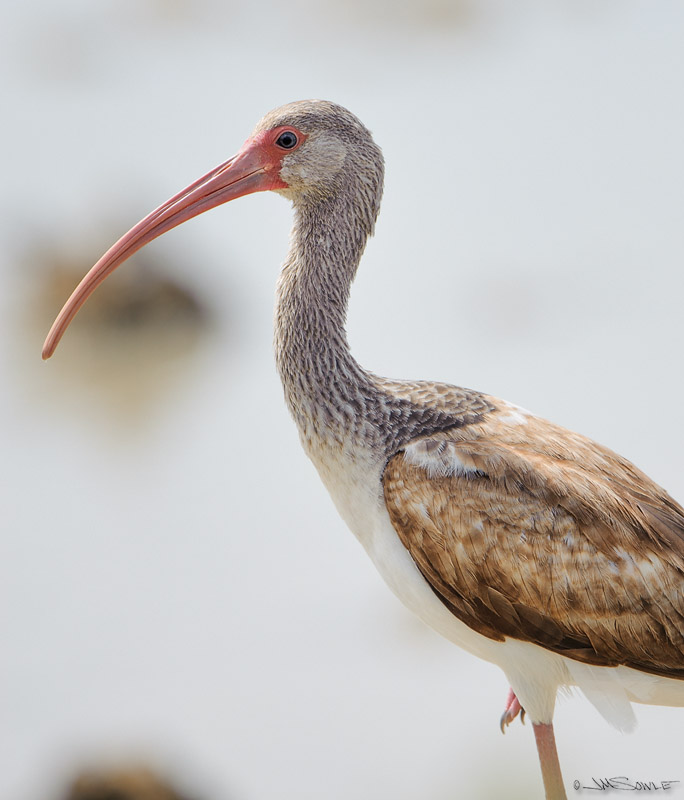 _JIM0204e.jpg - A back-lit American White Ibis (juvenile) on Ramrod Key.