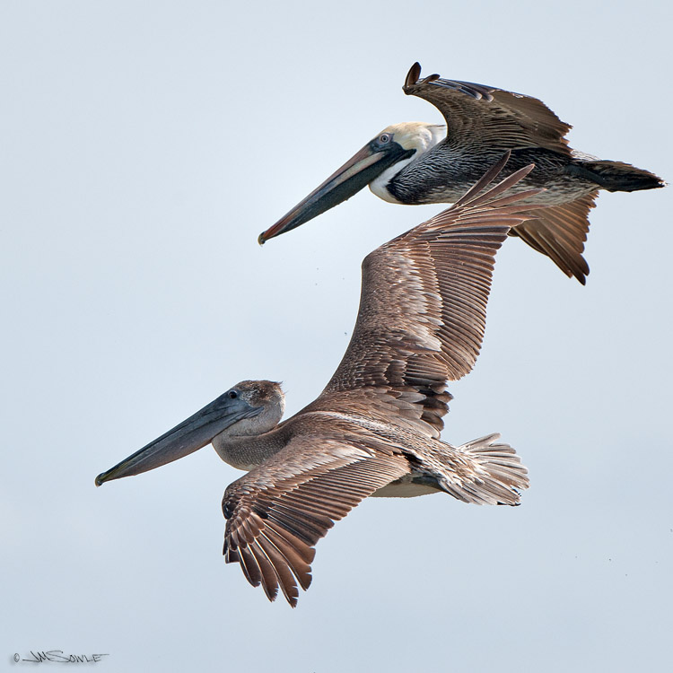 _JIM0272.jpg - Just a local couple doing a little afternoon fishing.  Brown Pelicans, Scout Key (AKA Spanish Harbor Key).