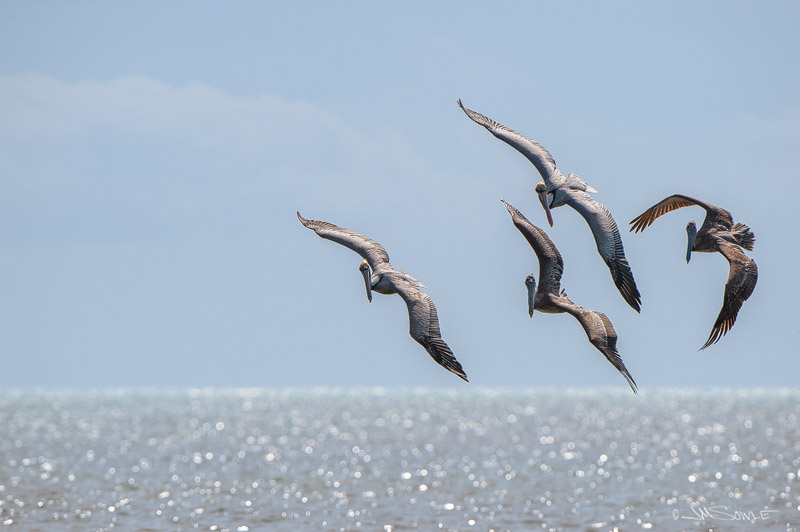 _JIM0317b.jpg - Why is a group of Pelicans called a squadron?  Because watching them fly and fish together is like watching a precision flying team at an airshow!  This squadron is banking over for another plunge into a school of fish.  Scout Key.