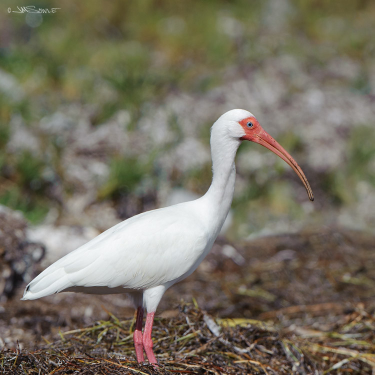 _JIM0344.jpg - This American White Ibis was one of many that was poking through the seaweed after the tide went out.  These birds always look upset -- maybe it's the down-turned bill.