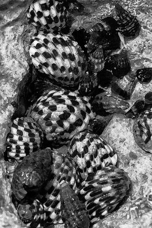 _JIM0471.jpg - I decided to get a little artsy with this macro shot of some shells on Scout Key.