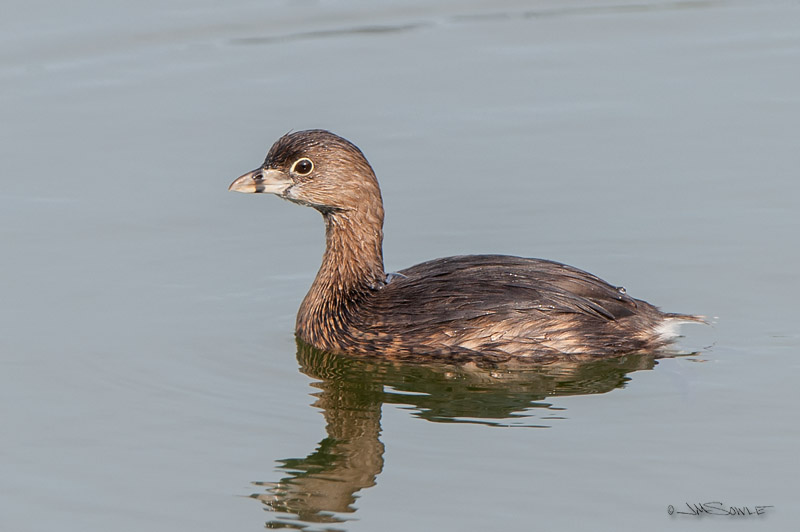 _JIM0504.jpg - The diminutive Pied-billed Grebe has more names than feathers: American dabchick, dabchick, Carolina grebe, devil-diver, dive-dapper, dipper, hell-diver, pied-billed dabchick, thick-billed grebe, and water witch (ref. wikipedia).  And people think Jim Mike is confusing!