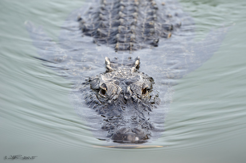 _JIM0548.jpg - Most critters would not want to see this sight -- an Alligator on a direct approach vector.  BTW, I had to go swimming wearing my wounded-duck hat to get this shot.  The Blue Hole, Big Pine Key.