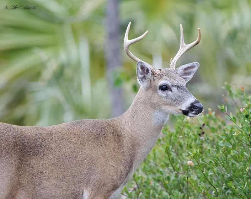 _JIM0675b.jpg - Another Key Deer buck.