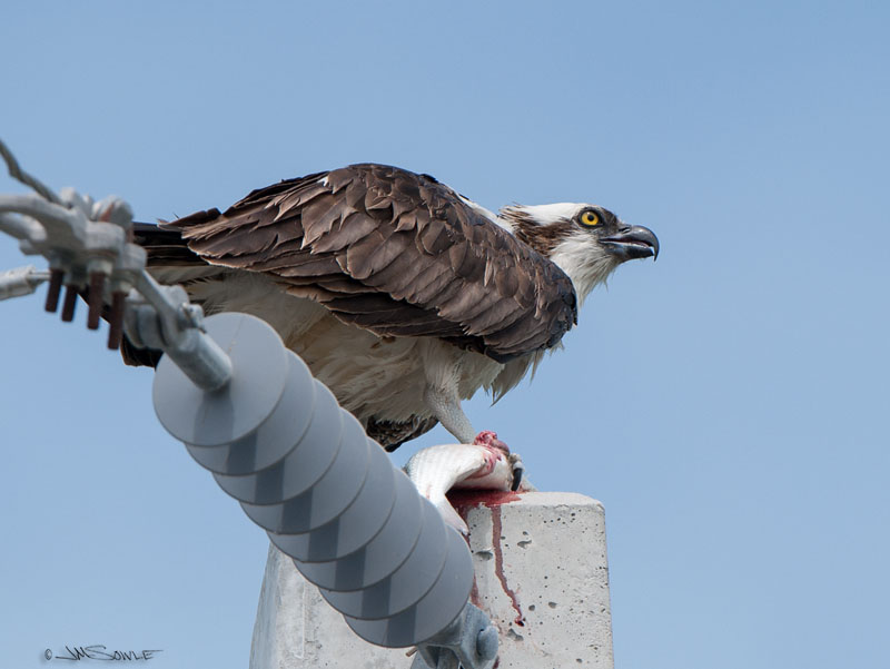 _JIM0866.jpg - NEWS FLASH!  Osprey in Florida Keys learns how to grill fish!  Film at 11.