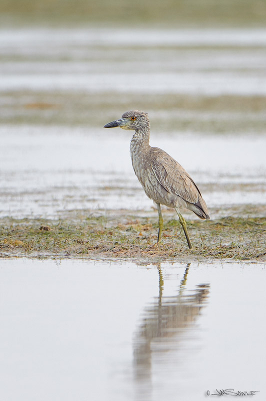 _JIM1082.jpg - A late afternoon shot of a juvenile Yellow-crowned Night-Heron.  We took a small fishing trail through some mangroves to take this shot near the South end of Scout Key (Spanish Harbor Key).