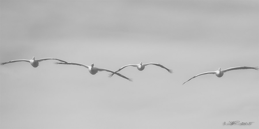 _JIM1458s.jpg - I could not figure out what to do with this shot of American White Pelicans in flight, so I got a little creative.