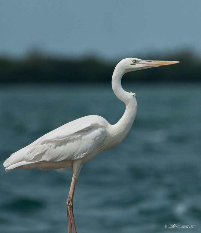 _JIM1651c.jpg - A White-morph Great Blue Heron on Scout Key.  The white morph is sometimes referred to as the "Great White Heron" (not to be confused with the Great White Egret).