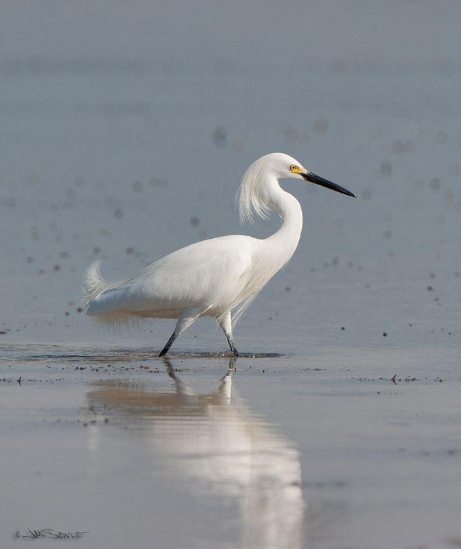 _JIM1976.jpg - And so we end as we began -- with a Snowy Egret...