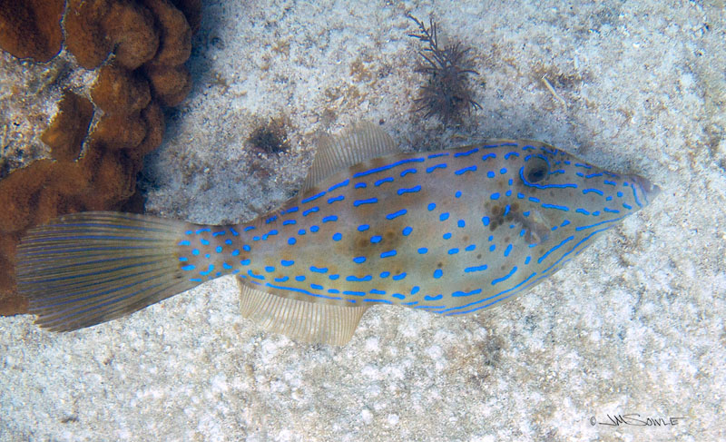 _MG_9817_A.jpg - We did manage to take some photos during our one snorkel trip, using Hali's underwater rig for one of her SLR's.  This image shows a Scrawled Filefish -- the largest filefish species.