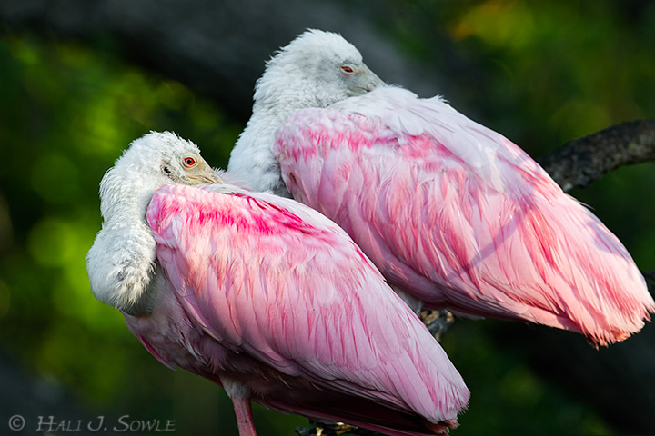 2011_04_03_StAugustine-10414-Web.jpg - A pair of Roseate Spoonbills resting on a branch in the early morning light on the big Cypress tree at the rookery.