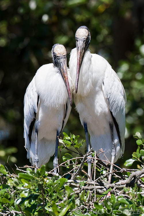 2011_04_03_StAugustine-11718-Web.jpg - A pair of Woodstorks on their nest.