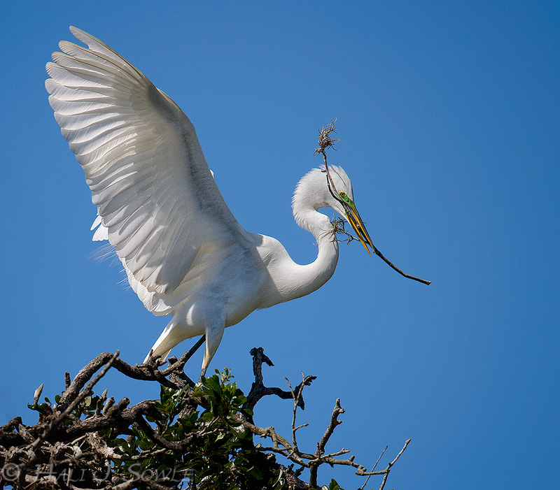 2011_04_03_StAugustine-11746-Web2.jpg - Great Egret bringing back a branch to weave into it's nest.  It was amazing to watch them break off branches with only their beaks.