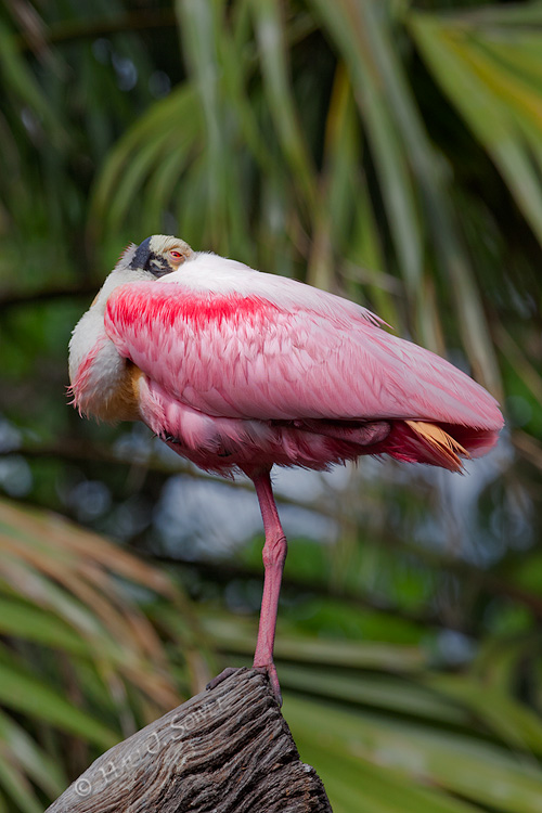 2011_04_05_StAugustine-10005-Web.jpg - A Roseate Spoonbill in breeding colors, resting on a tree stump.