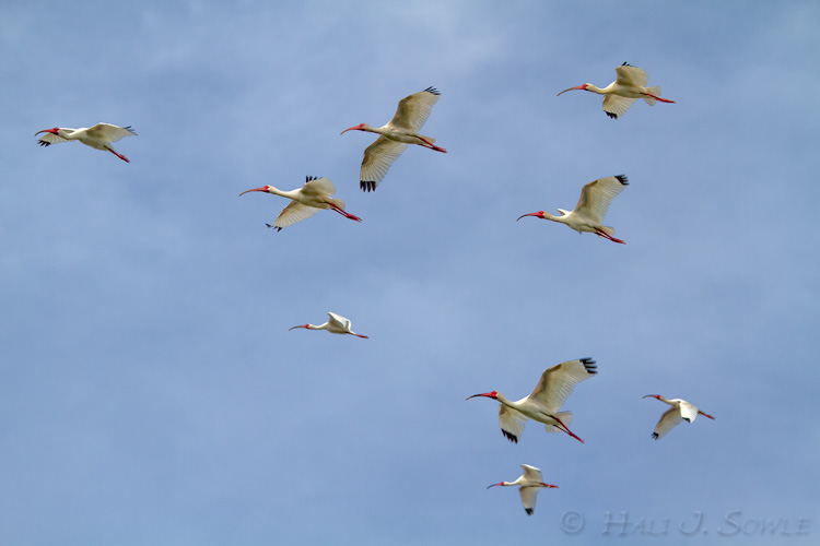 2011_04_05_StAugustine-10341-Web.jpg - A flock of Ibis returning to the rookery near sunset