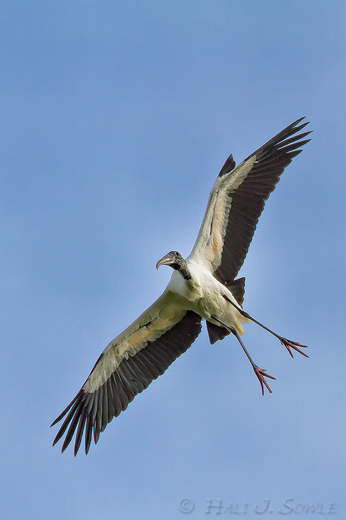 2011_04_05_StAugustine-10626-Web.jpg - Wood Stork returning to the nest.