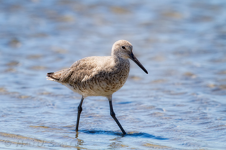 2011_04_06_StAugustine-10471-Orton-Web.jpg - A Willet slowly losing its winter plumage.  Guana River State Park.