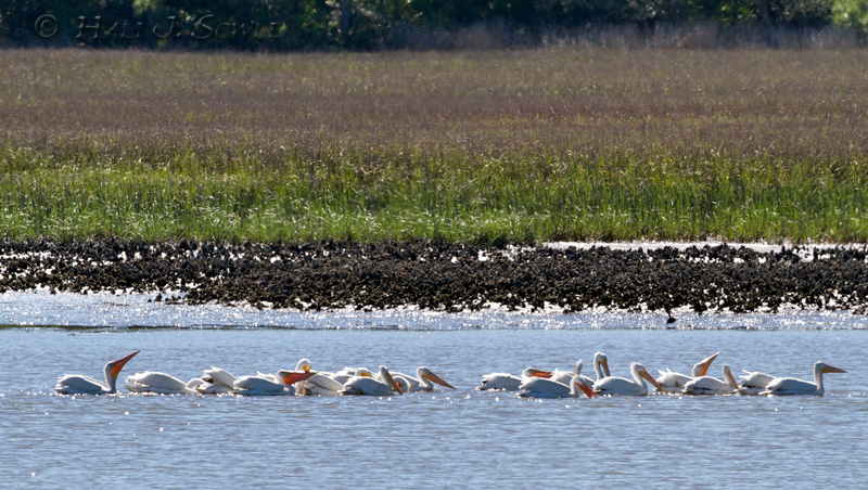 2011_04_06_StAugustine-10549-Web.jpg - American white pelicans, Guana River State Park.  These were the only white pelicans we spotted during this trip.