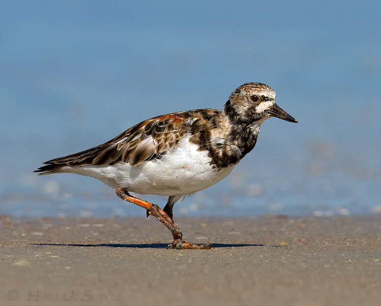 2011_04_06_StAugustine-10695-Web.jpg - Juvenile Ruddy Turnstone on the beach, near Guana River Environmental Center