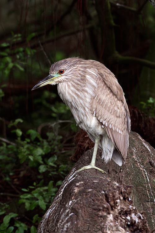 2011_04_07_StAugustine-10356-Web.jpg - A juvenile Black Crowned Night Heron waiting patiently for a snack in the shadows of the tree in the rookery.  We saw a few night herons in the very early hours, but they were very timid.
