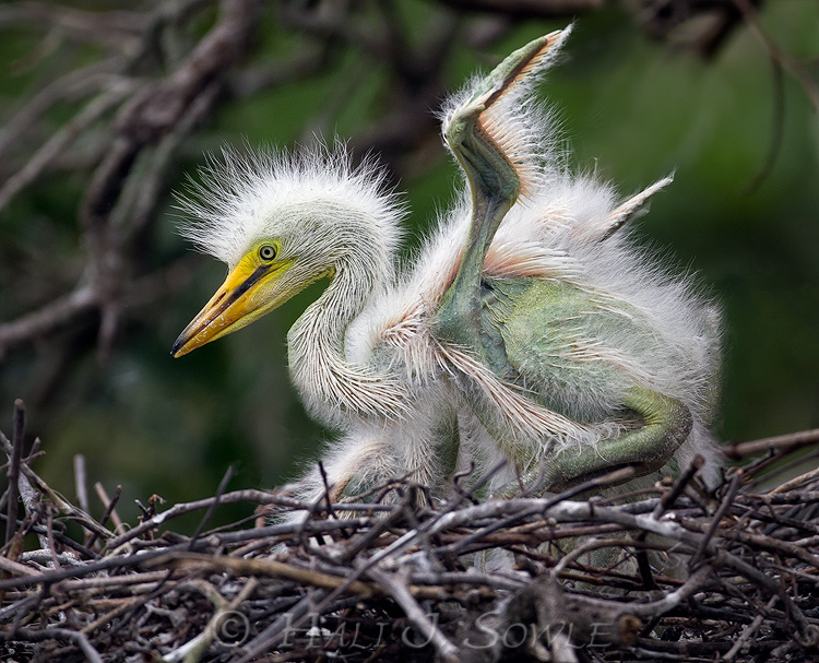 2011_04_07_StAugustine-10403-Web.jpg - Young Egret stretching it's wings.