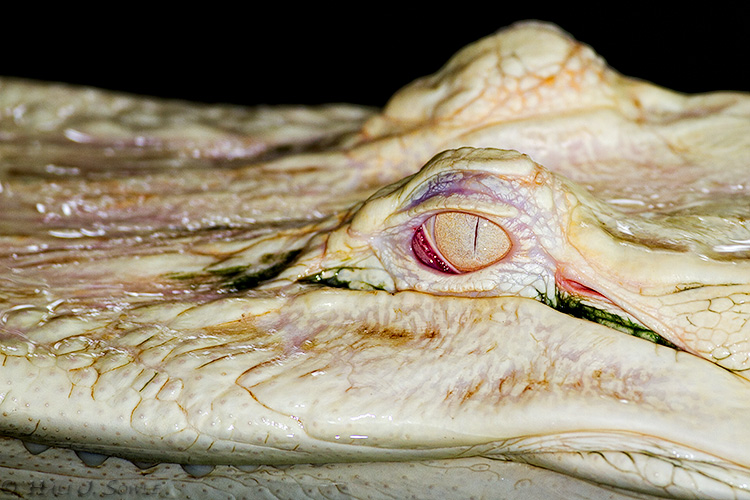2011_04_07_StAugustine-10473-Web.jpg - Albino/white 'gator (captive). These rare 'gators live in the swamps of Louisiana.  They are kept in the shade at the Alligator farm, but this one moved briefly into the light -- enough to get a shot.