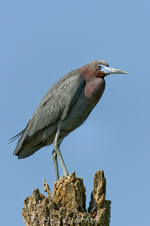 2011_04_07_StAugustine-10495-Web.jpg - Little Blue heron in breeding plumage.