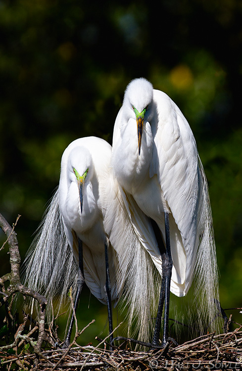 2011_04_07_StAugustine-10599-Web.jpg - Mom and Dad Great Egret, awaiting their little bundles of joy.