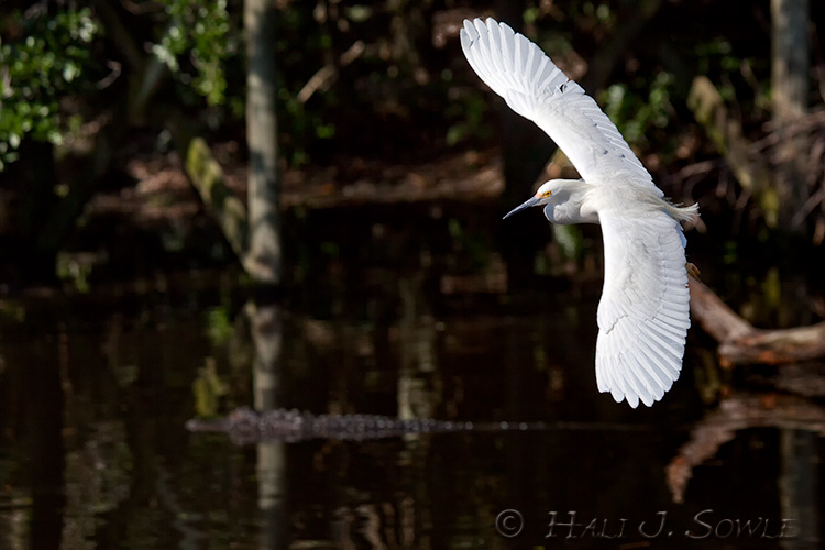 2011_04_07_StAugustine-10635-Web.jpg - Snow Egret gliding over the 'gators in the rookery in search of sticks.