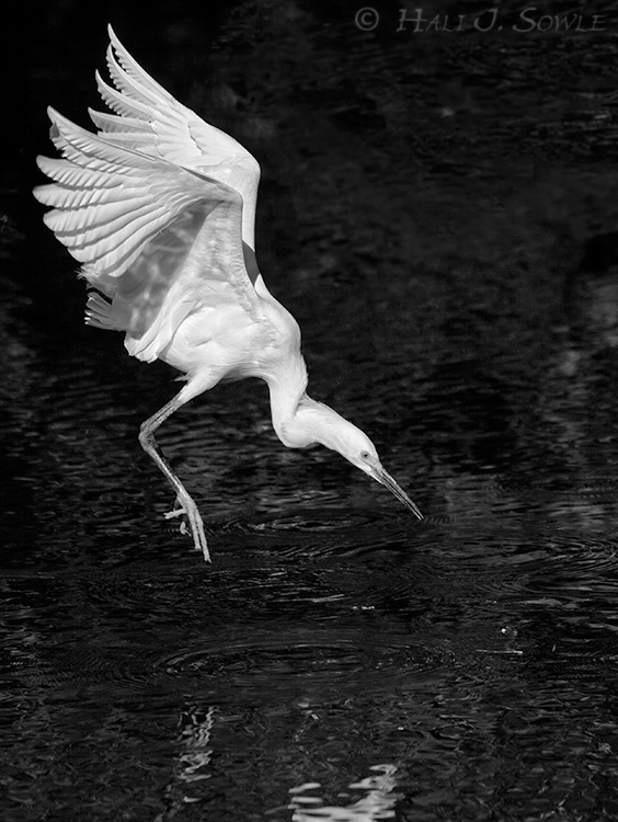 2011_04_07_StAugustine-10669-Web.jpg - These snowy's were amazing -- darting down around the gators to snatch up tiny sticks for their nests.