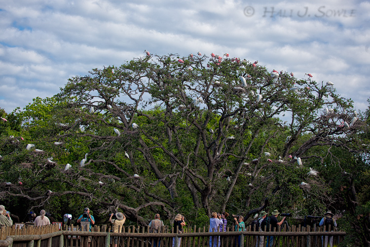2011_04_08_StAugustine-10055-Web.jpg - The big tree at the end of the rookery boardwalk.  There were dozens of great egret, spoonbill and wood stork nests in this one huge Cypress tree.